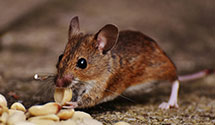 24 Hour & Emergency Exterminators in West, MS